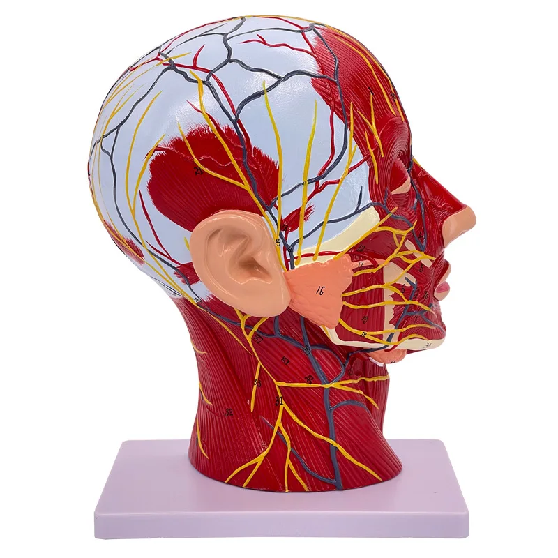 For Human Anatomical Half for Head Face Anatomy Medical Neck Section St