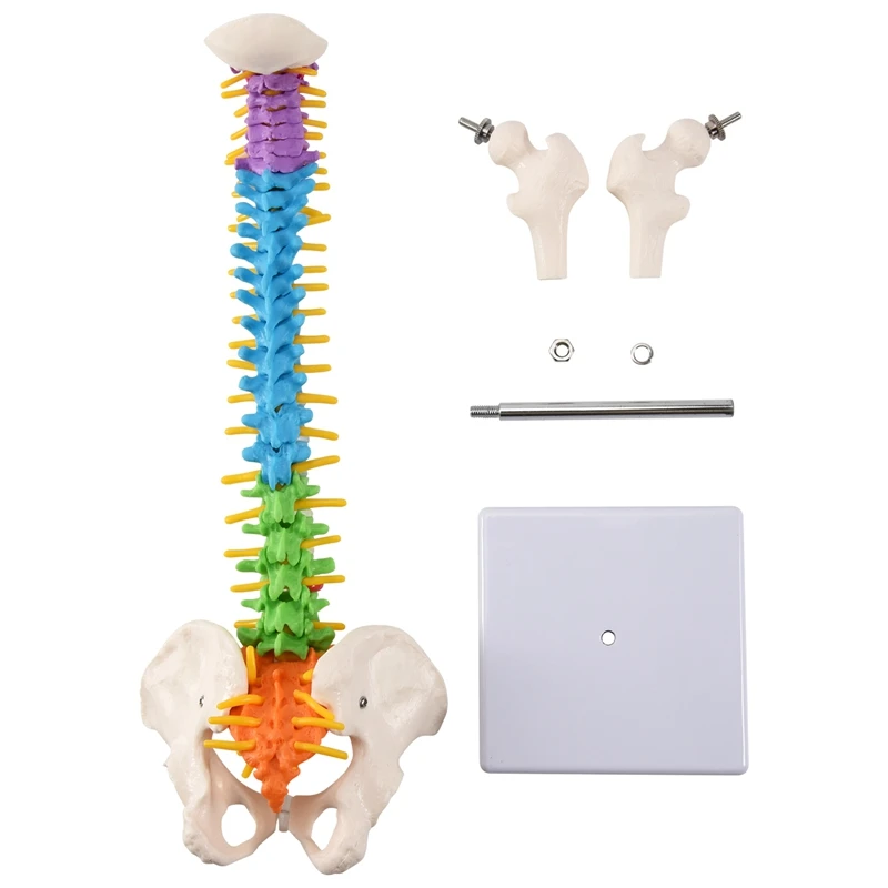 

45Cm With Pelvic Human Anatomical Anatomy Spine Spinal Column Model Teaching Resources For Students