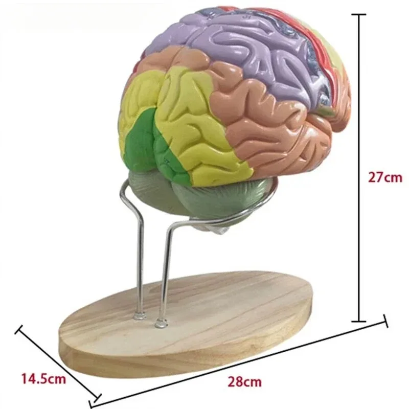 4 أجزاء تشريح جذع الدماغ البشري للعلوم الطبية نموذج ملون 2X موسع