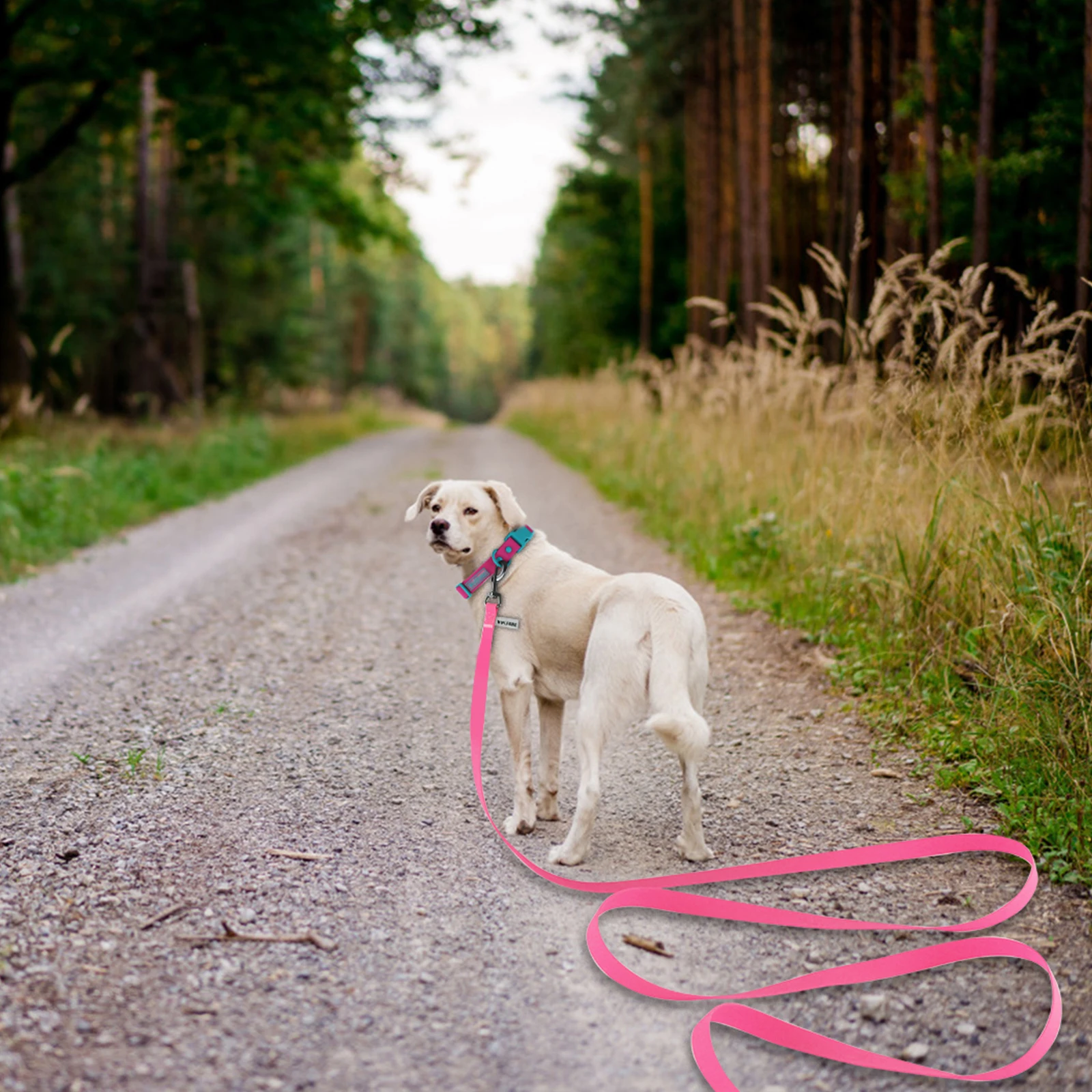PVC Lange Hundeleine 1,5m 3m 6m Robustes Trainingsseil für Kleine und Große Hunde Langlebig, Wasserdicht Hundezubehör – Detail 11