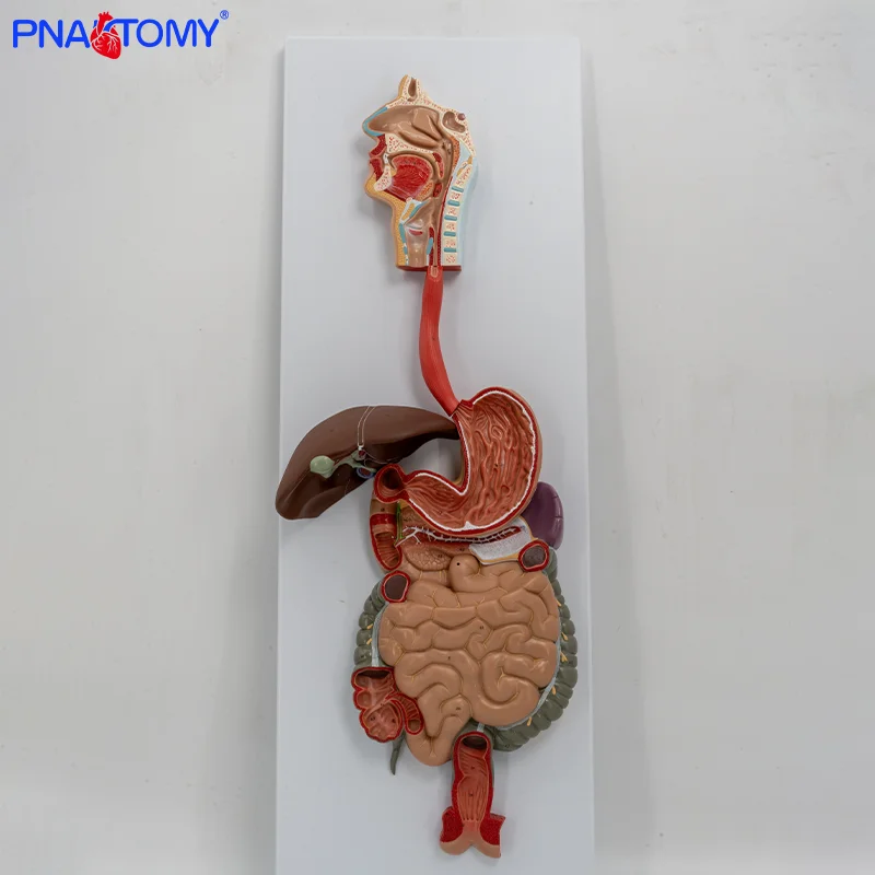 

Anatomical Model of Gastrointestinal Liver and Internal Organs of Medical Human Digestive System