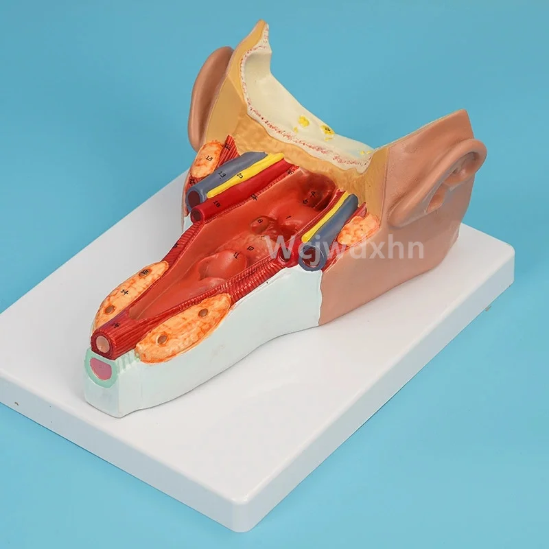 

Pharyngeal wall muscle model PVC material biological teaching model Pharyngeal cavity teaching model Free Shipping