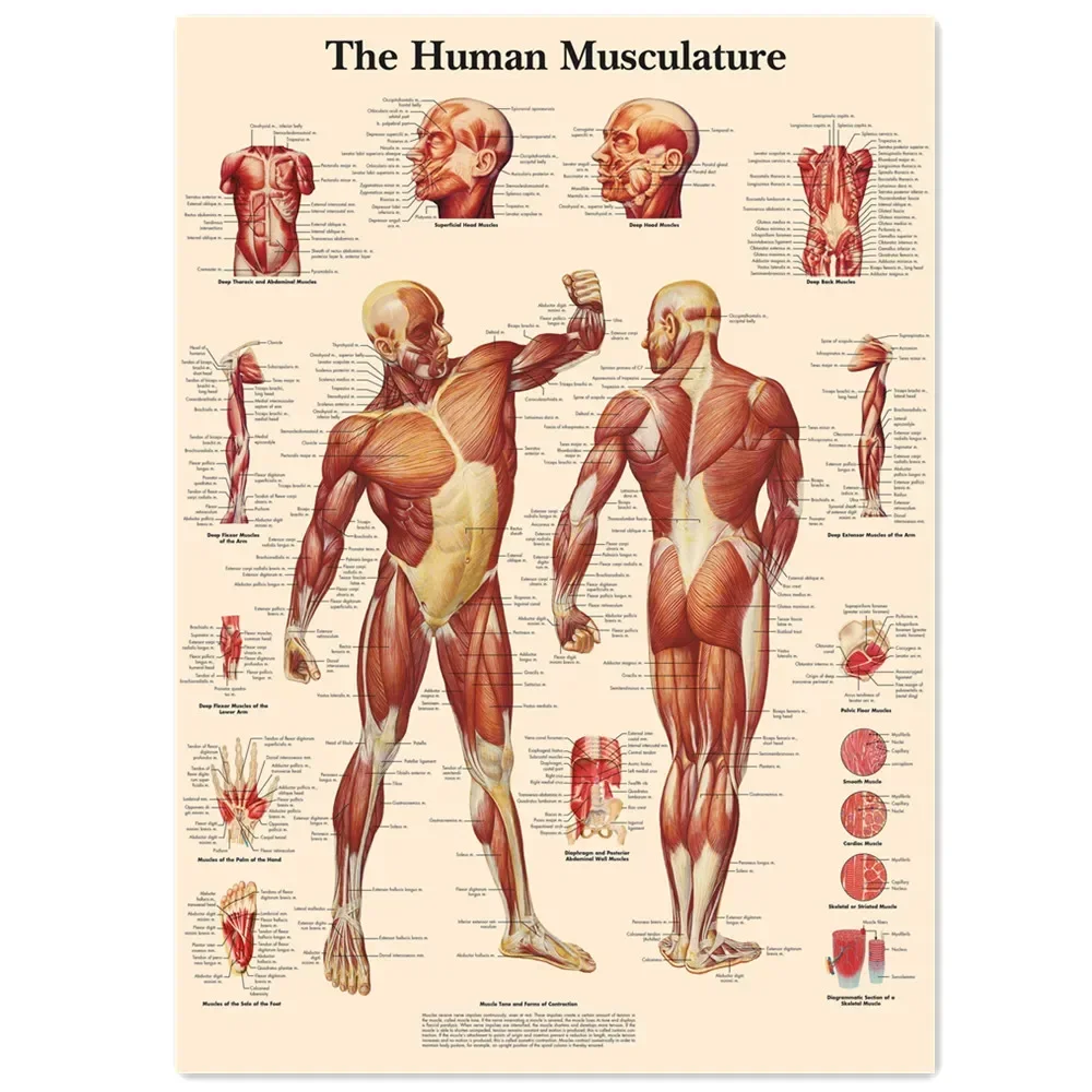 The Human Musculature Vintage Kraft Paper Wall Art Painting Human Anatomy Medical Posters Prints Wall Stickers Home Decor Chart