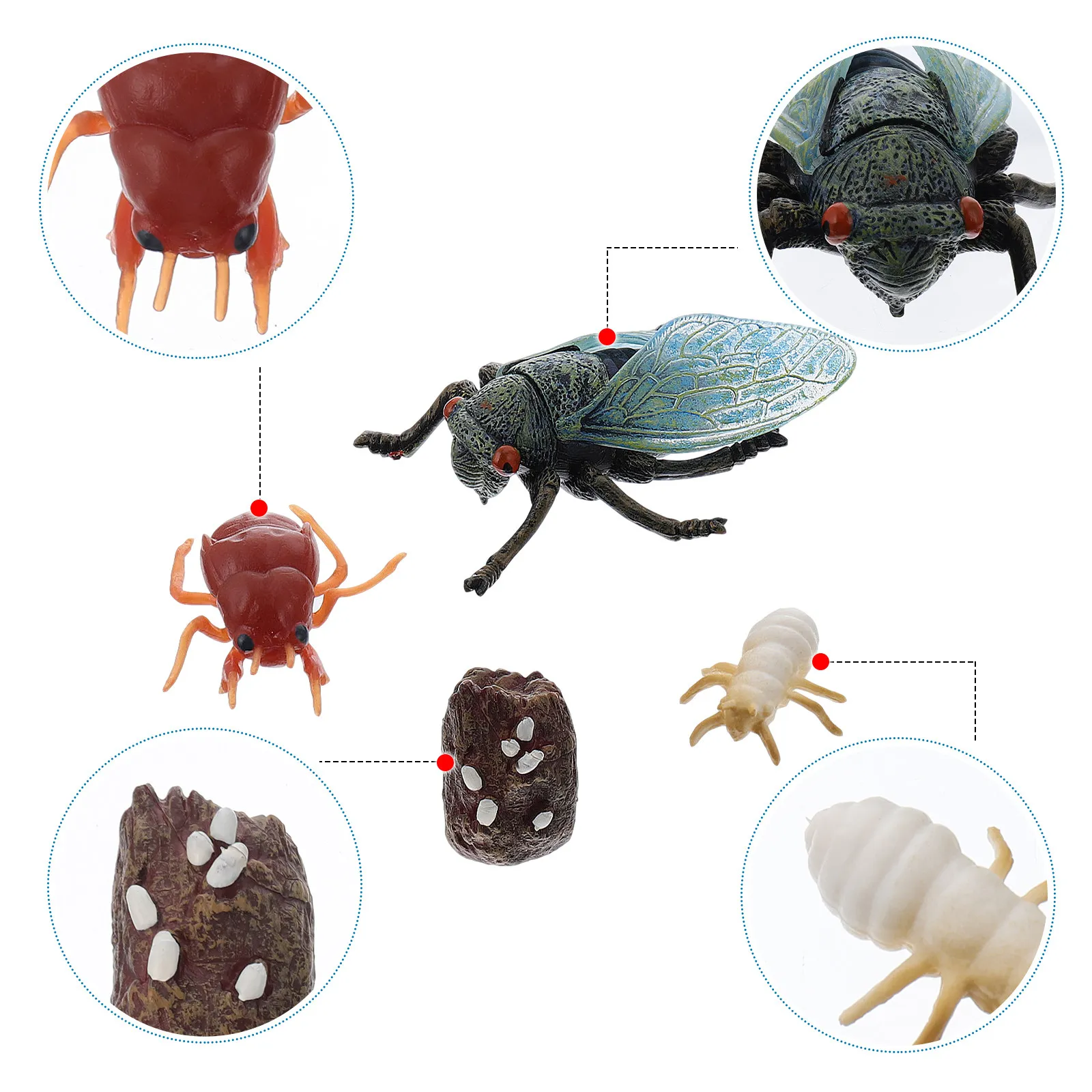 

1Set Simulation Cicada Growth Cycle Ornaments Decorative Educational Display for Kids Knowledge Enlightenment Collection