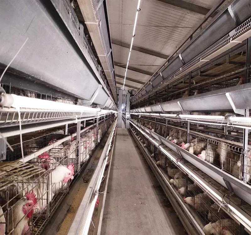 

Full Automatic H Type Battery Layer Chicken Cage Egg Layer Chicken Cages for Layer Hens Chicken Poultry Farming