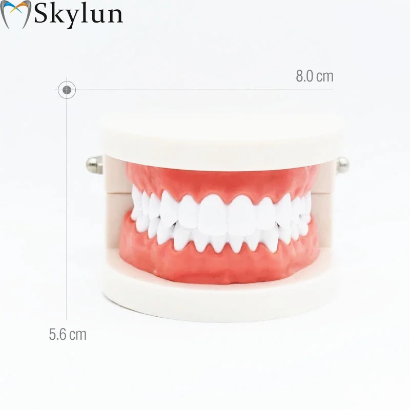 

Иранice Стоматологическое исследование Обучение модель зубов Кариес Образование зубов Оборудование для стоматолога Новый