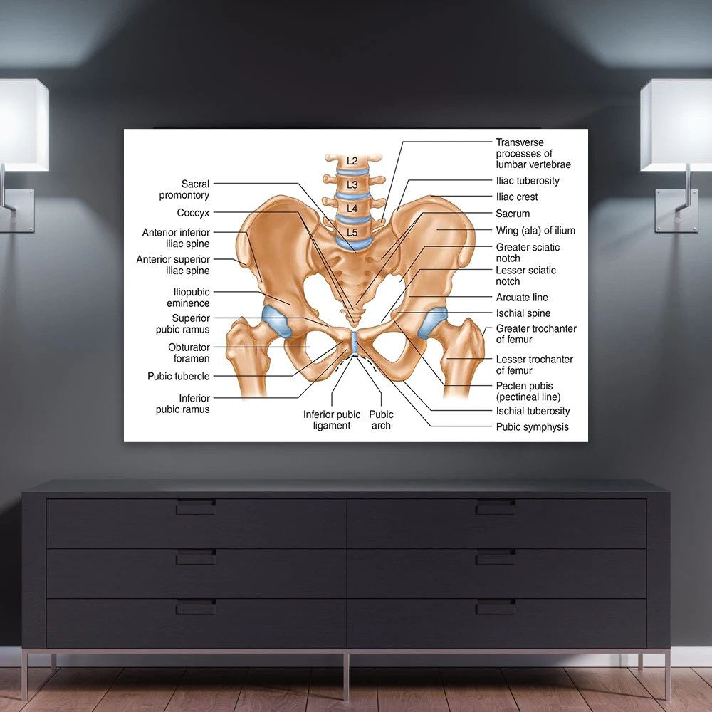 Human Pelvic Anatomy Poster Detailed Hip Joint Structure Diagram Medical Chart Prints Educational Wall Art Canvas Painting