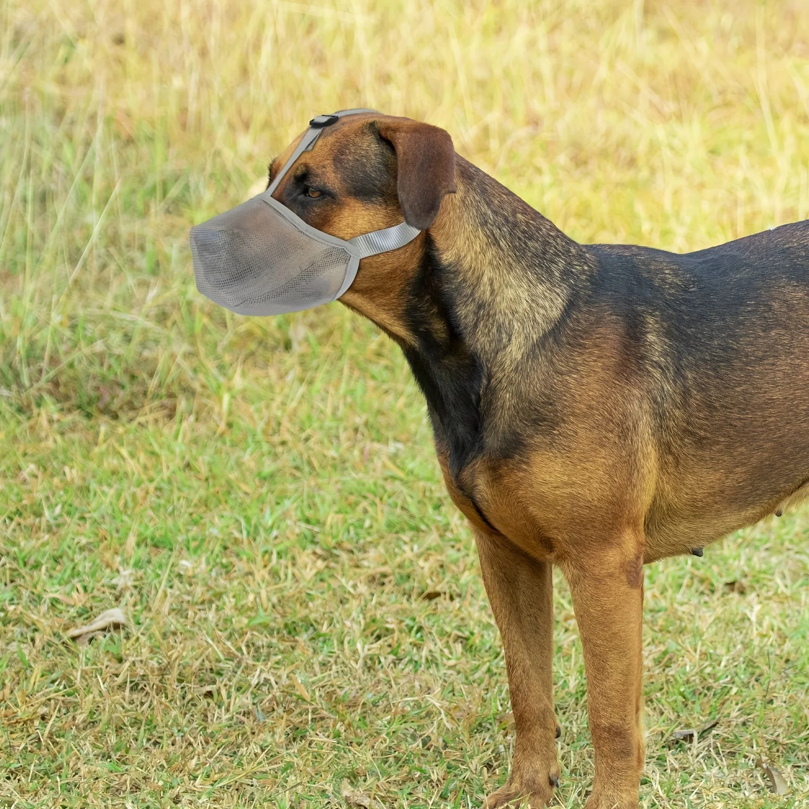 Dog Muzzle Dog Mask Taking Walking The Dog Bite Prevention E