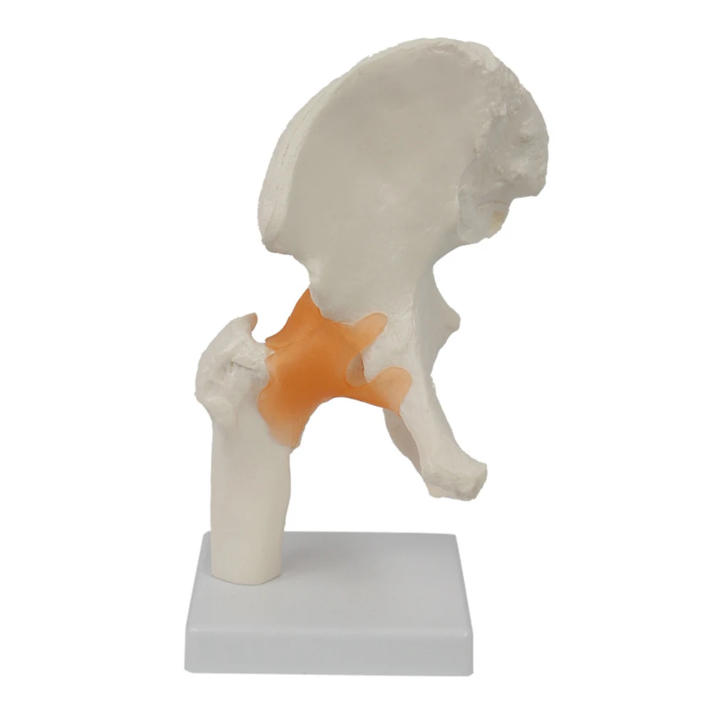 

Hip Joint Model Human Simulation Hip Shoulder Joint Knee Joint Elbow Ligament Model Scapular Nerve Cervical Spine Bone Equipment