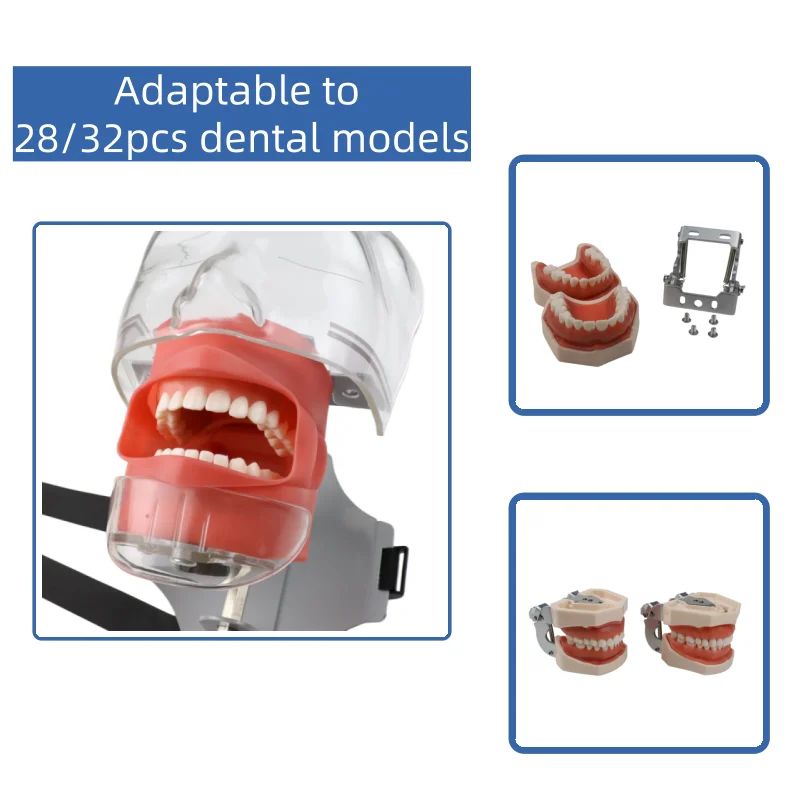 VVDental Dental Simulator Phantom Head Model 28 32 Teeth Removable Typodont Manikin 360 Rotation for Teaching Training
