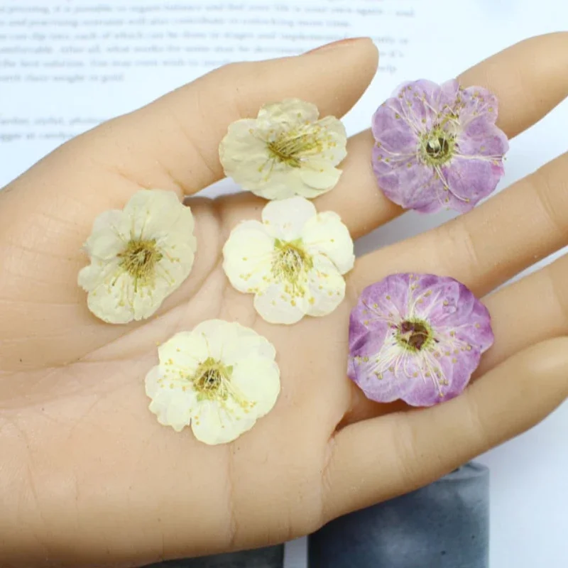 24pcs/2.5-3cm,Real Plum Blossom pressed flower head,DIY Dropping Glue Mobile Case Photo Frame Bookmark Table Lamp flower Decor