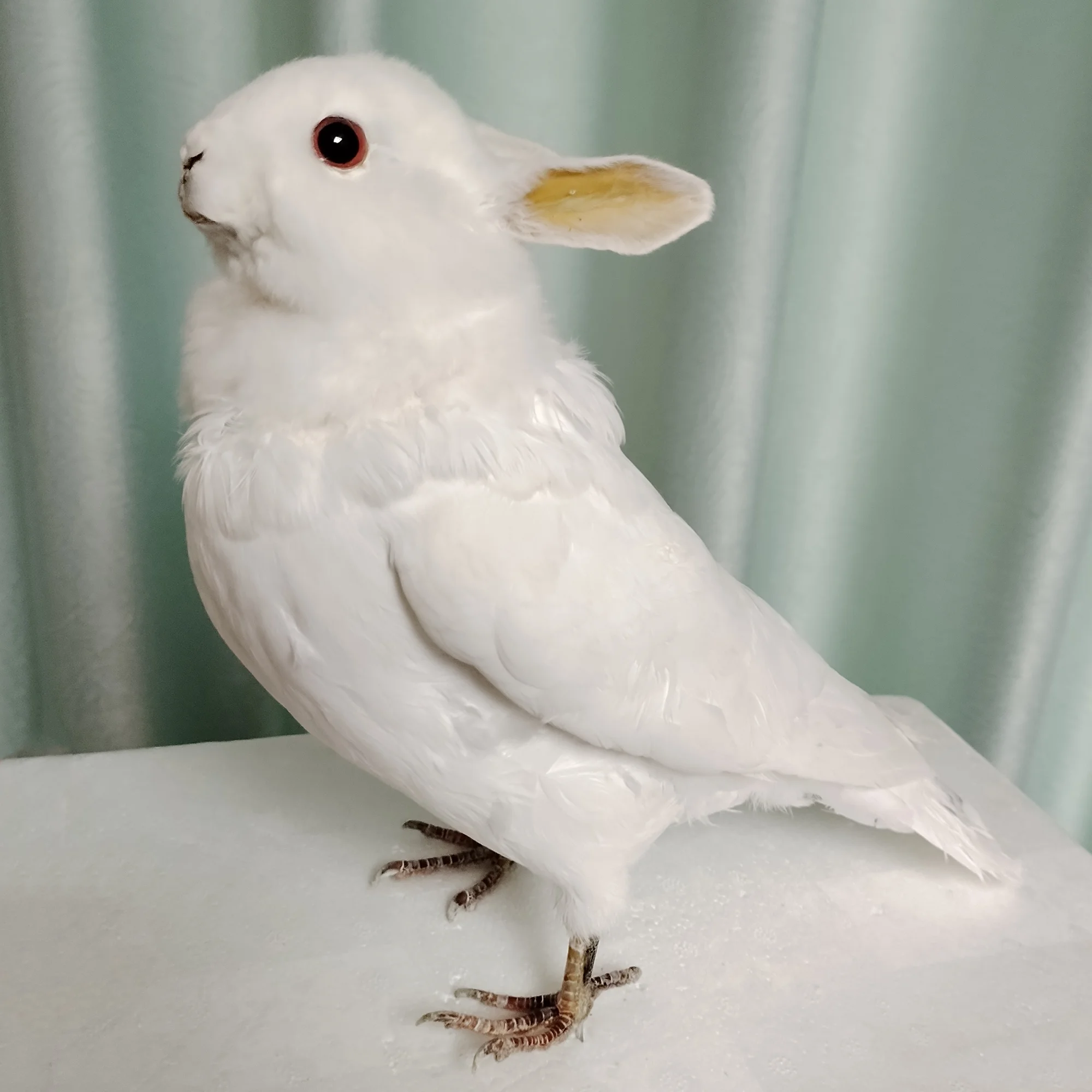 Rabbit Taxidermy with Pigeon Body Real Animal Specimen Home Decor Unique Collectible Special Gift Ideal for Decoration