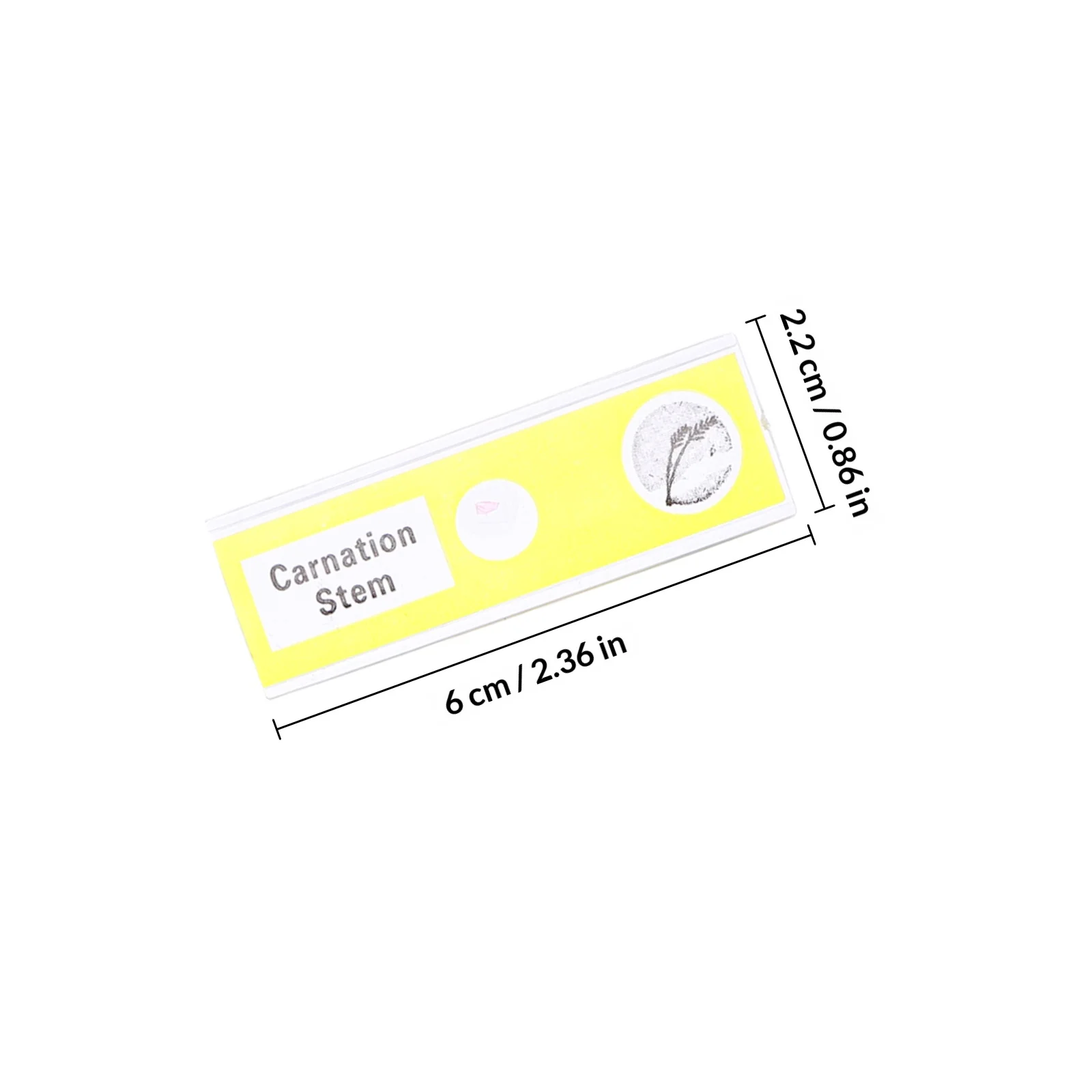 12 vetrini per microscopio preparati, campioni di piante trasparenti per bambini, studio di botanica entry-level, campioni biologici, campioni di piante