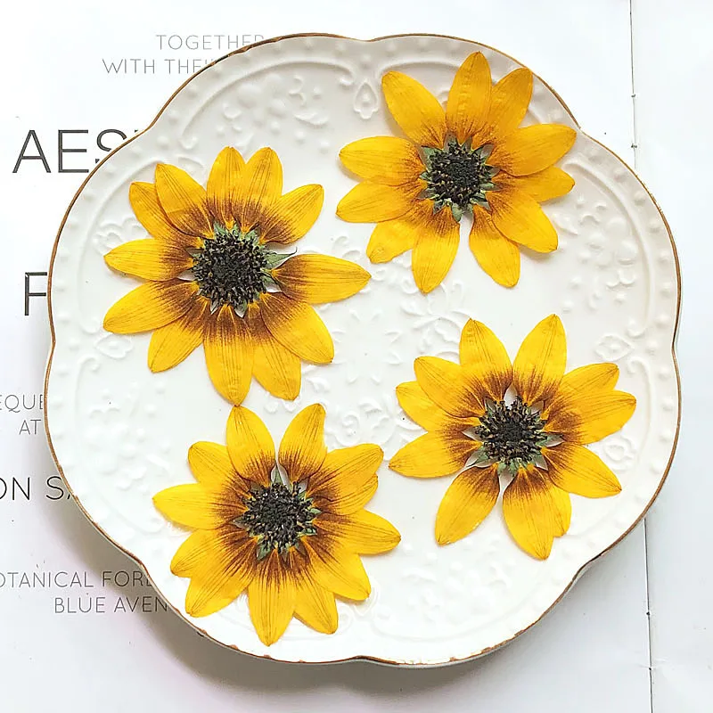 10pcs Dried Pressed 5-6cm Sunflower Plant Herbarium For Jewelry Postcard Phone Case Photo Frame Bookmark Invitation Card DIY