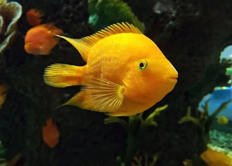 

Поролоновая прокладка переднего бампера и опорная пластина бампера 51701 для радиоуправляемой машины TAMIYA XV02 XV-02 1/10, запчасти для тюнинга, запасные аксессуары