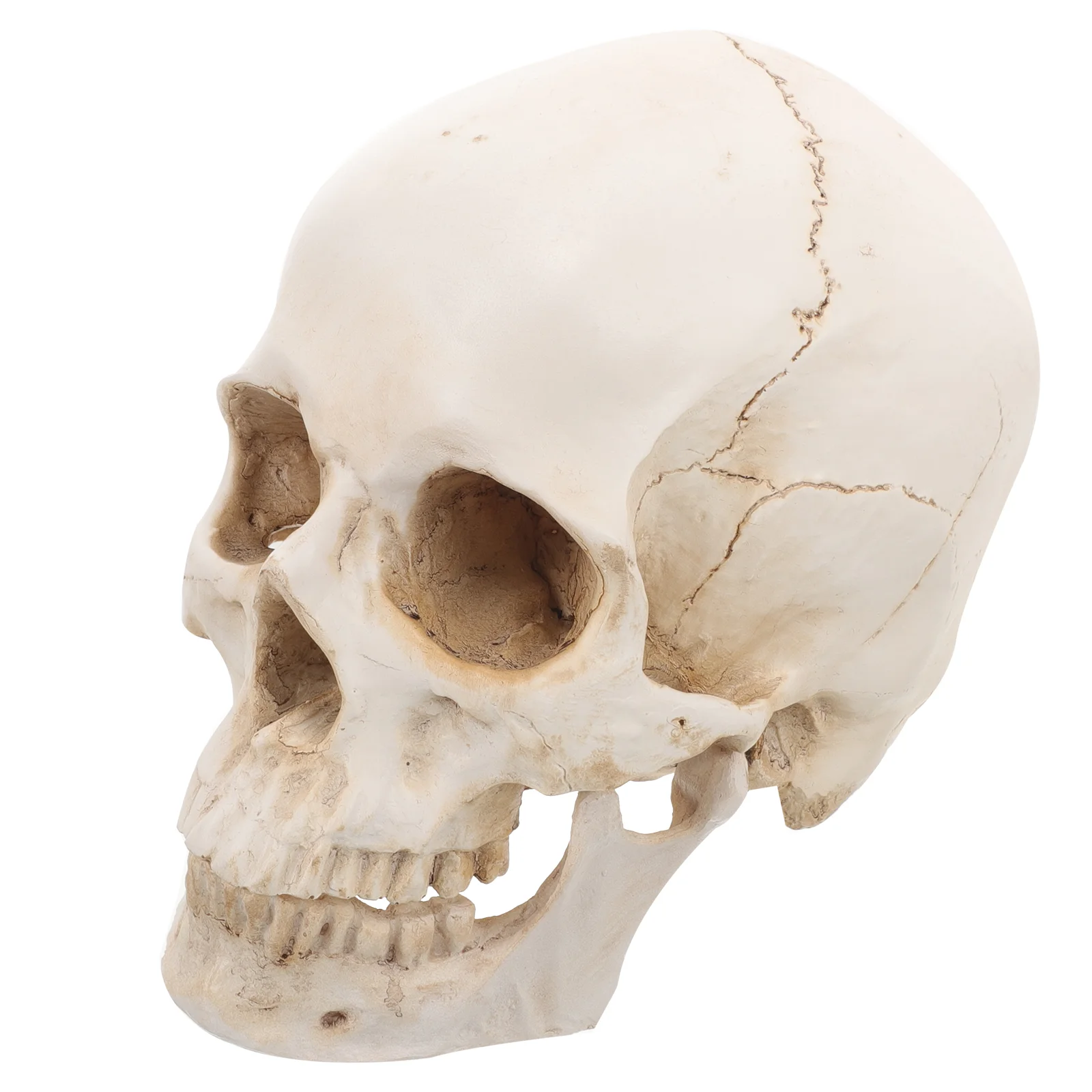 Resin Skull Anatomical Adult Head Bone Realistic Human Model for Learning Anatomy Statue