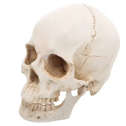 Modello umano realistico dell'osso della testa adulta anatomico del cranio in resina per l'apprendimento della statua dell'anatomia