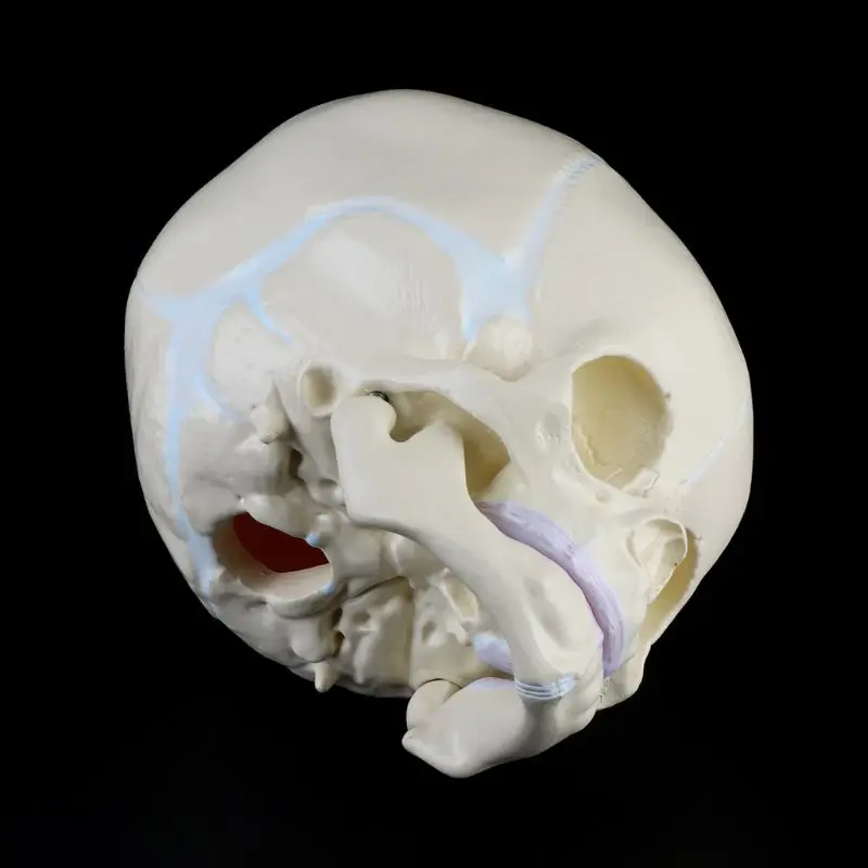 1: 1 Human Fetal Baby Infant Medical Skull Anatomical Skeleton Model Teaching Su H8WD