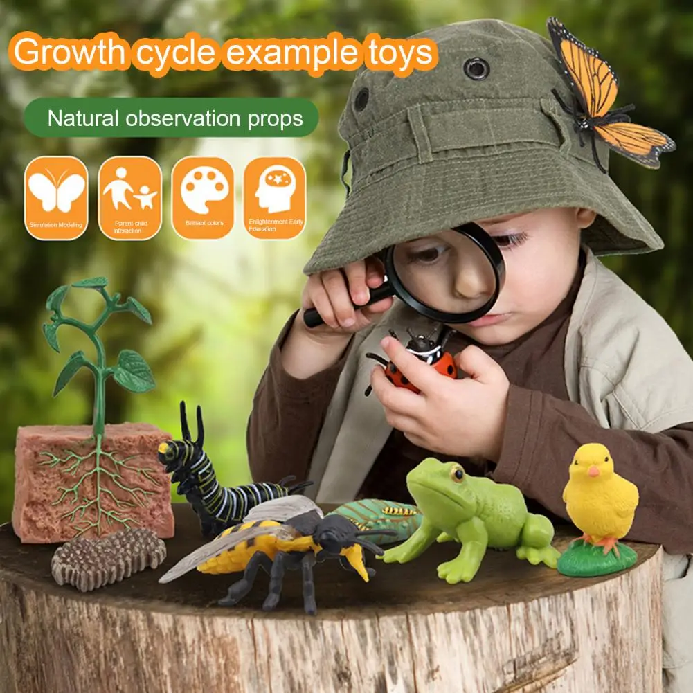 1 Box Biology Discovery Toy Realistic Frog Bee Panda Chick Butterfly Fish Plant Animal Figurines Life Cycle Learning Creative To