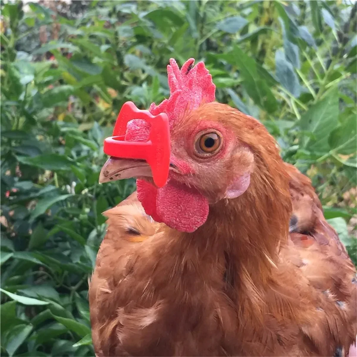 200Pcs Thickened Plastic Chicken Glasses 10mm No Bolt Anti-Pecking and Fighting Rooster Eye Glasses Poultry Supplies Yellow/Red