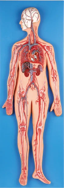 GD/A16001 Circulatory System with Arteries and Veins Model(Anatomical Model)