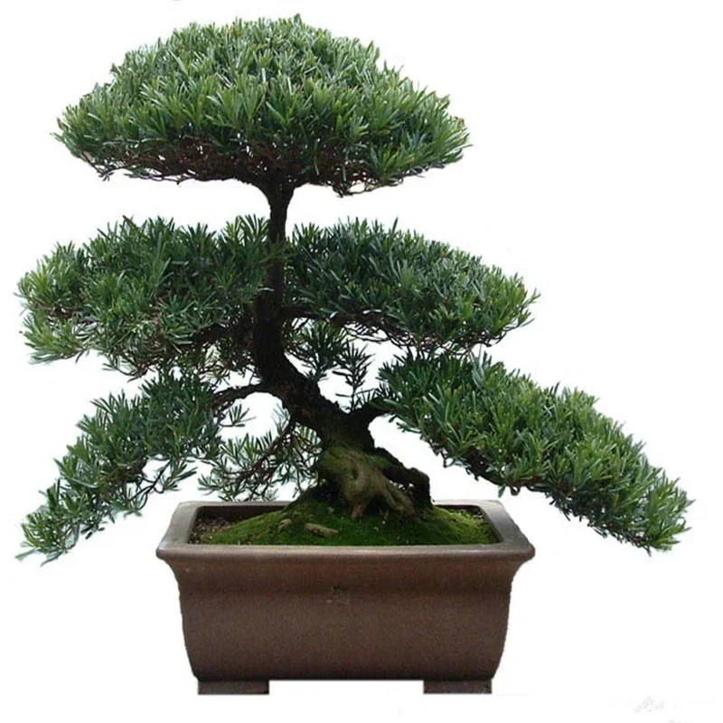 

Podocarpus bonsai stump elm potted courtyard green plant office boxwood modeling pine landscape