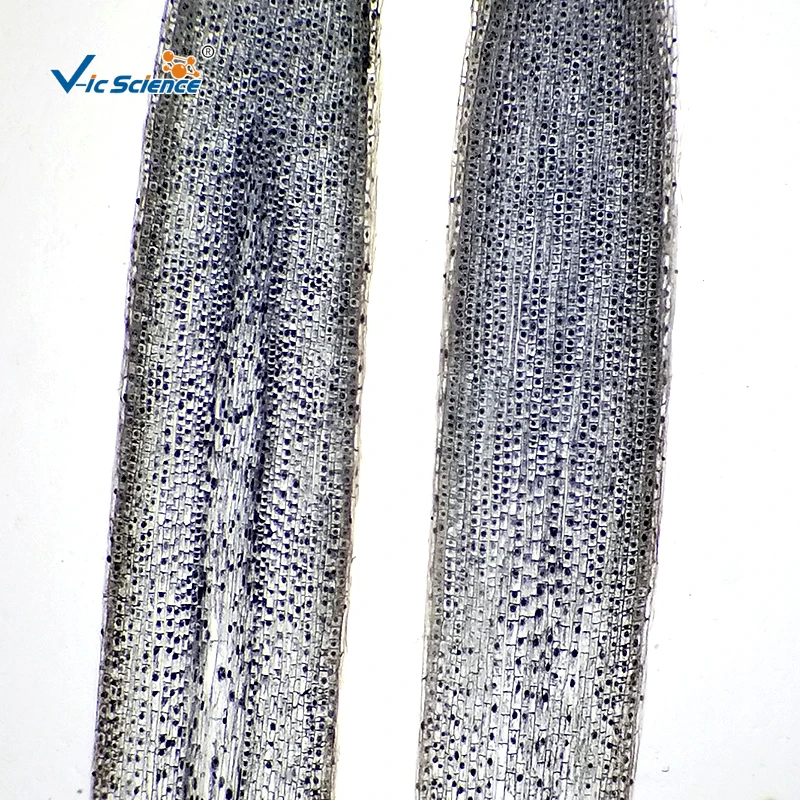 5pcs Microscope Mitosis Prepared Slides Set  for Onion Root Tip