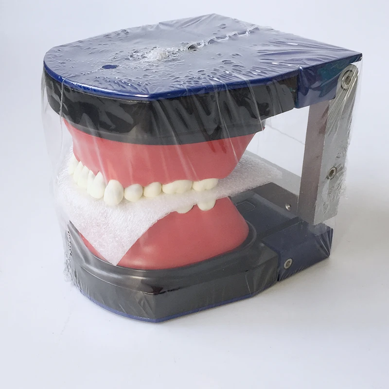 

Tooth Model Dedicated Wax Typodont Teeth Model M8017
