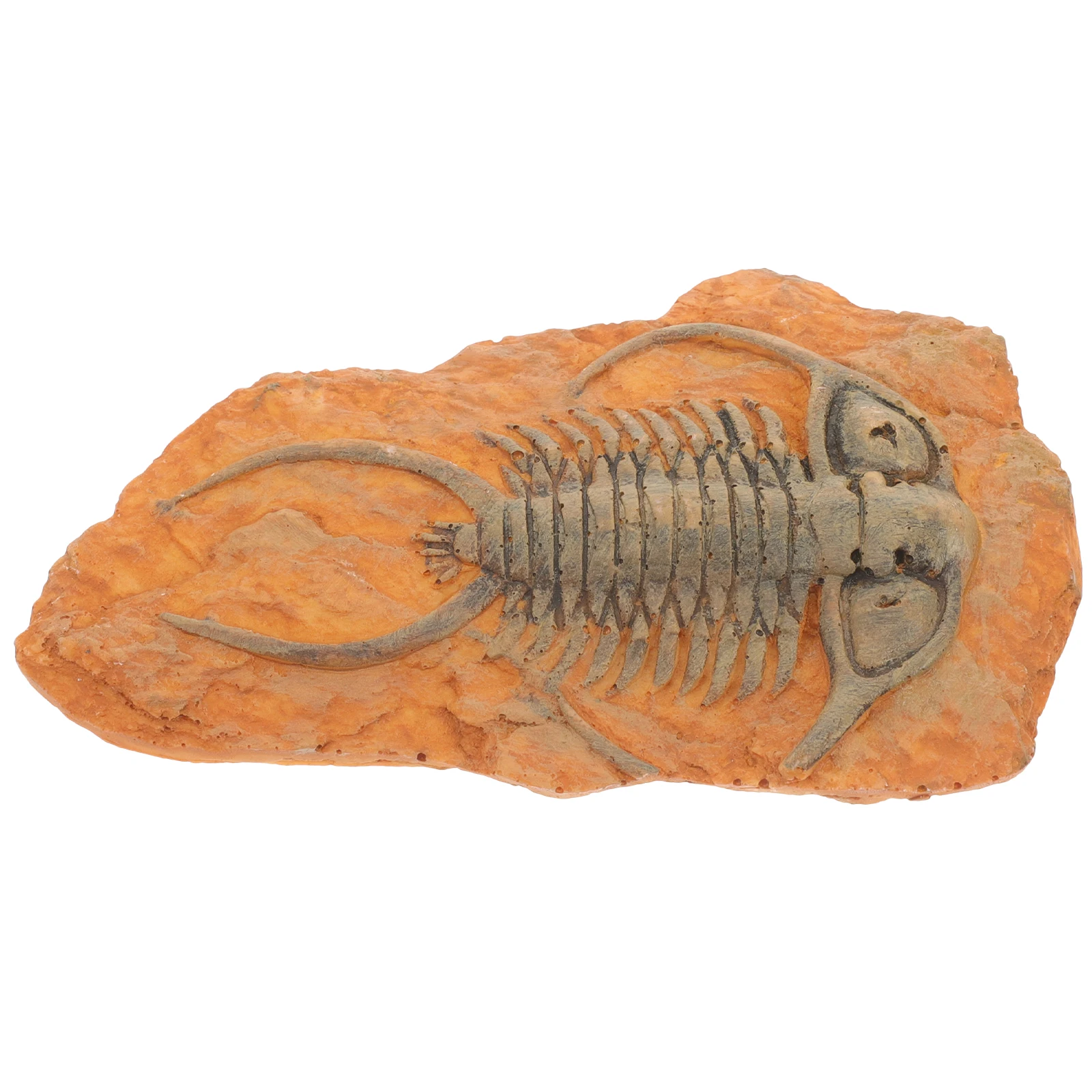 

Paleontological Insect Decoration Specimen for Teaching Collection Ornament Insect Science Decor