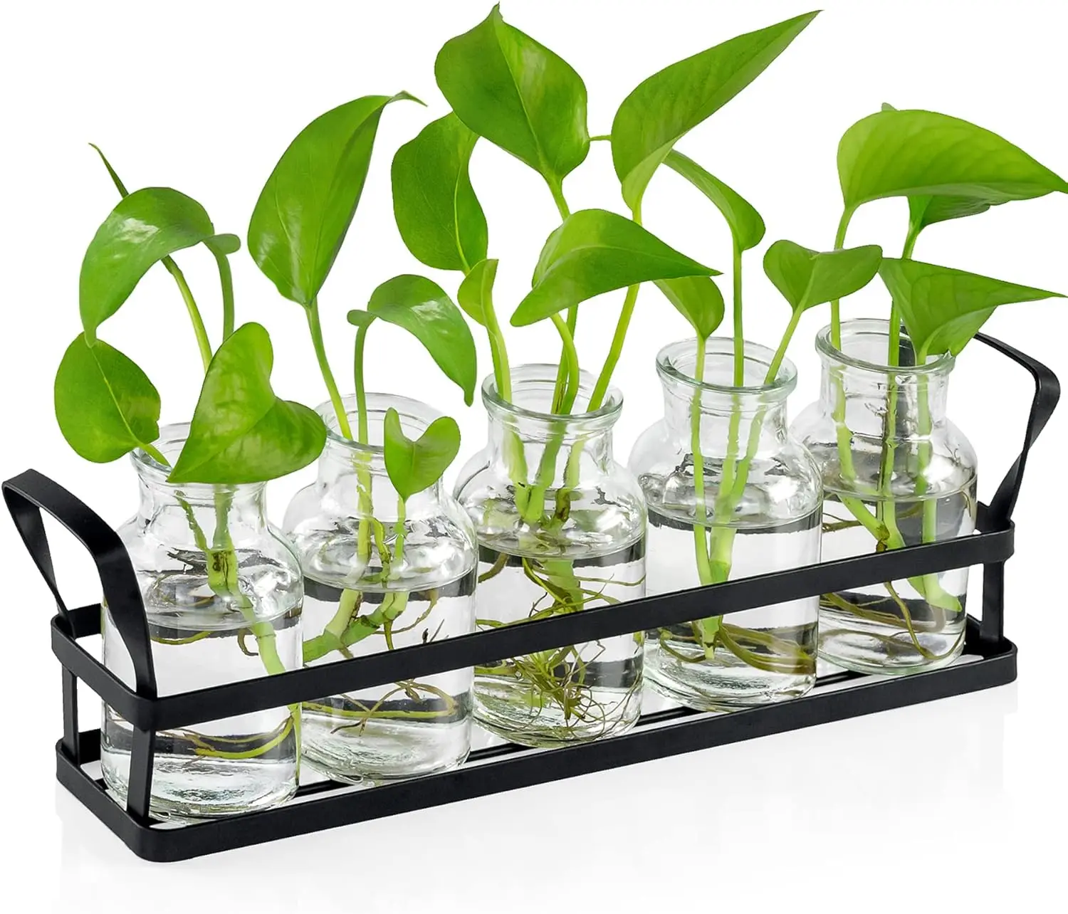 

Glass Plant Propagation Stations with Stand, 5 Test Tubes for Indoor Home Office Hydroponic Decor