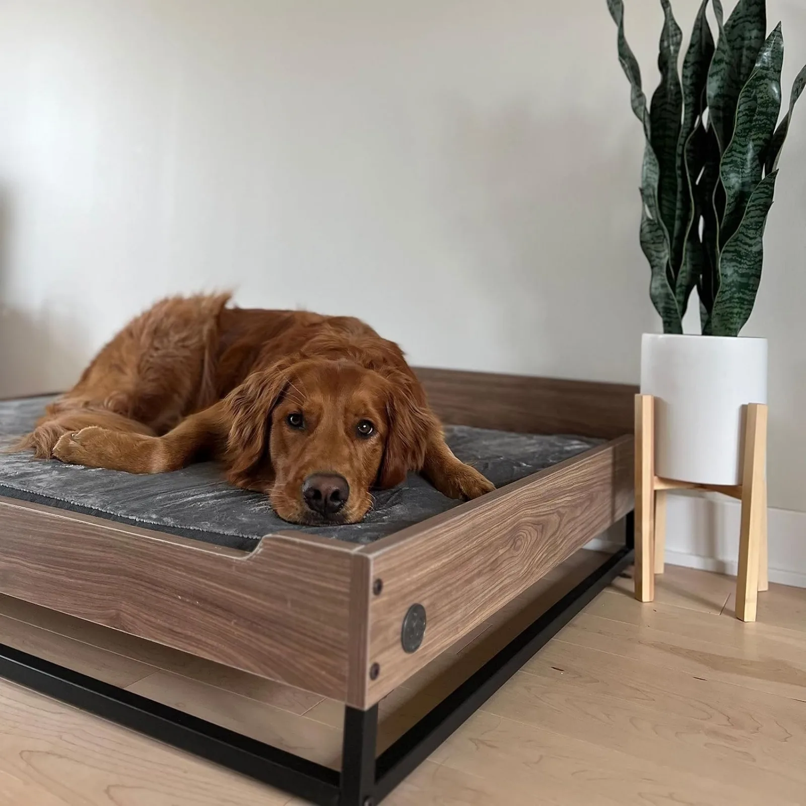 US Wooden Dog Bed and Dog Couch with Water-Resistant Mattress, Small to Medium Elevated Pet Bed with Calming mattress,