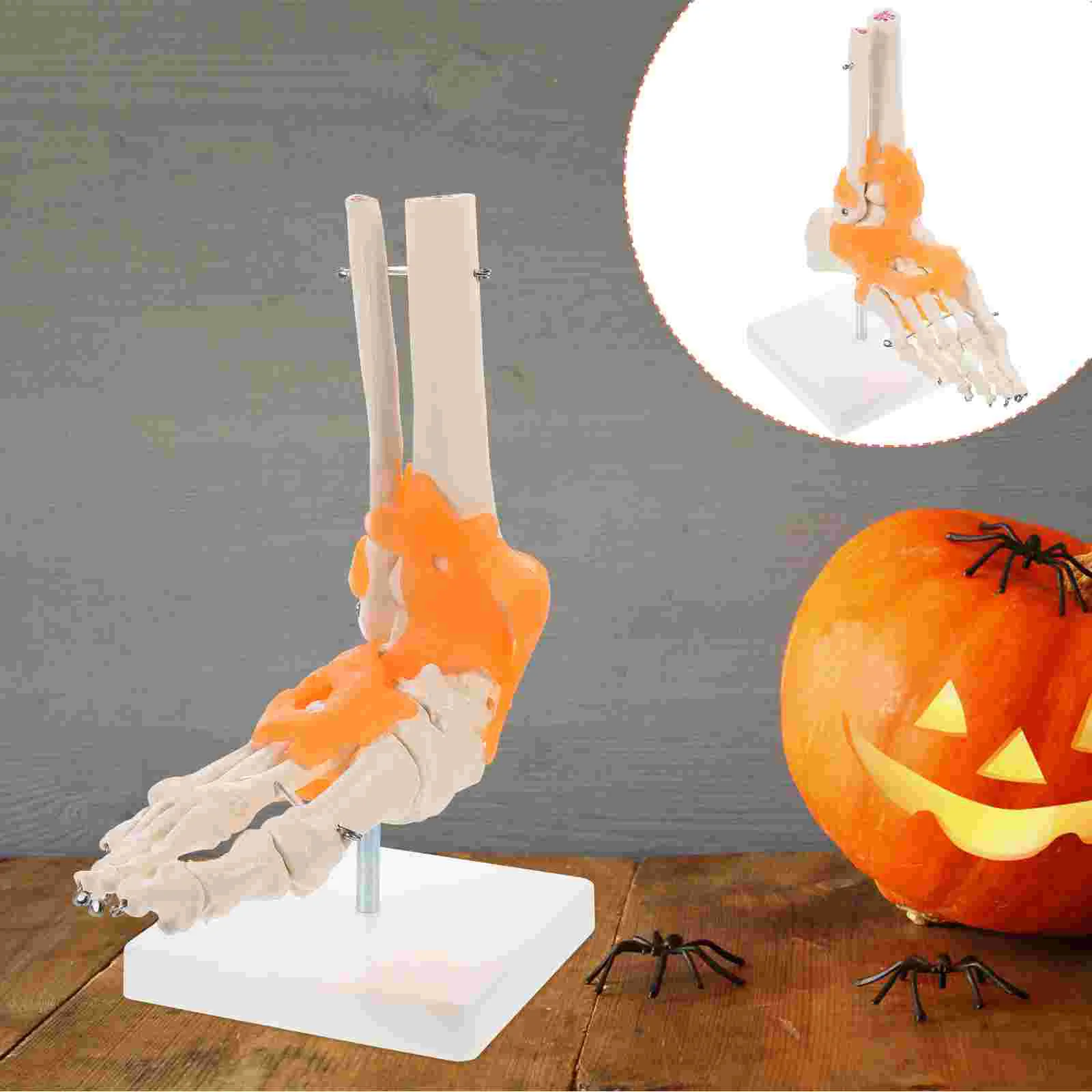Mannequin Foot Model Base Joint Anatomical Pvc Articulated Joints Scientific Educational Tool
