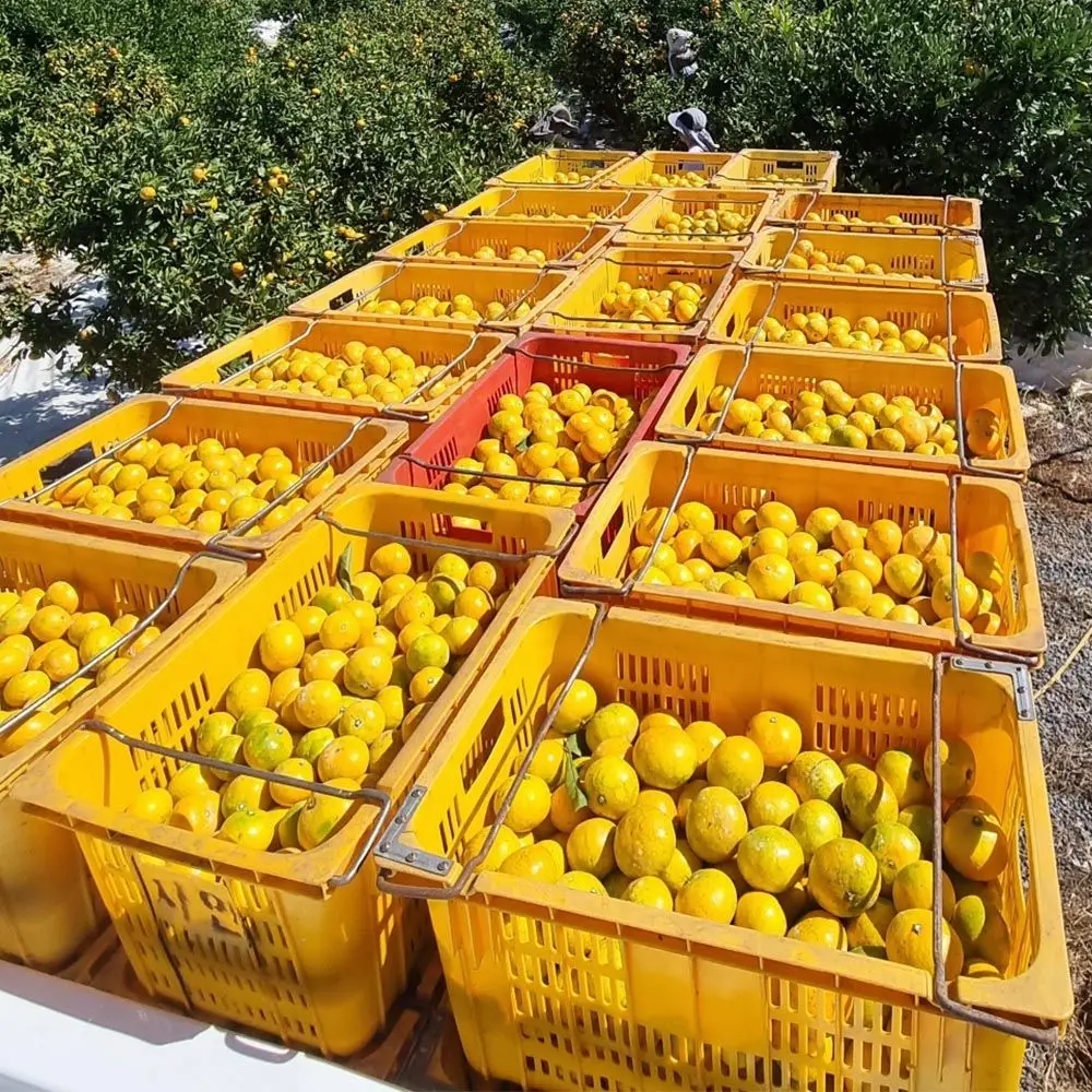 جيجو آيلاند اليوسفي المفتوح المولود الجديد، مقاس كبير، 9 كجم