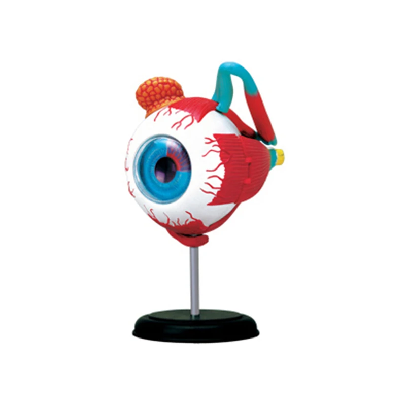 

4d Human Eye Anatomical Model Assembled Human Anatomy Model Eye DIY Puzzles Assembling Toy Science Education Equipment Tool