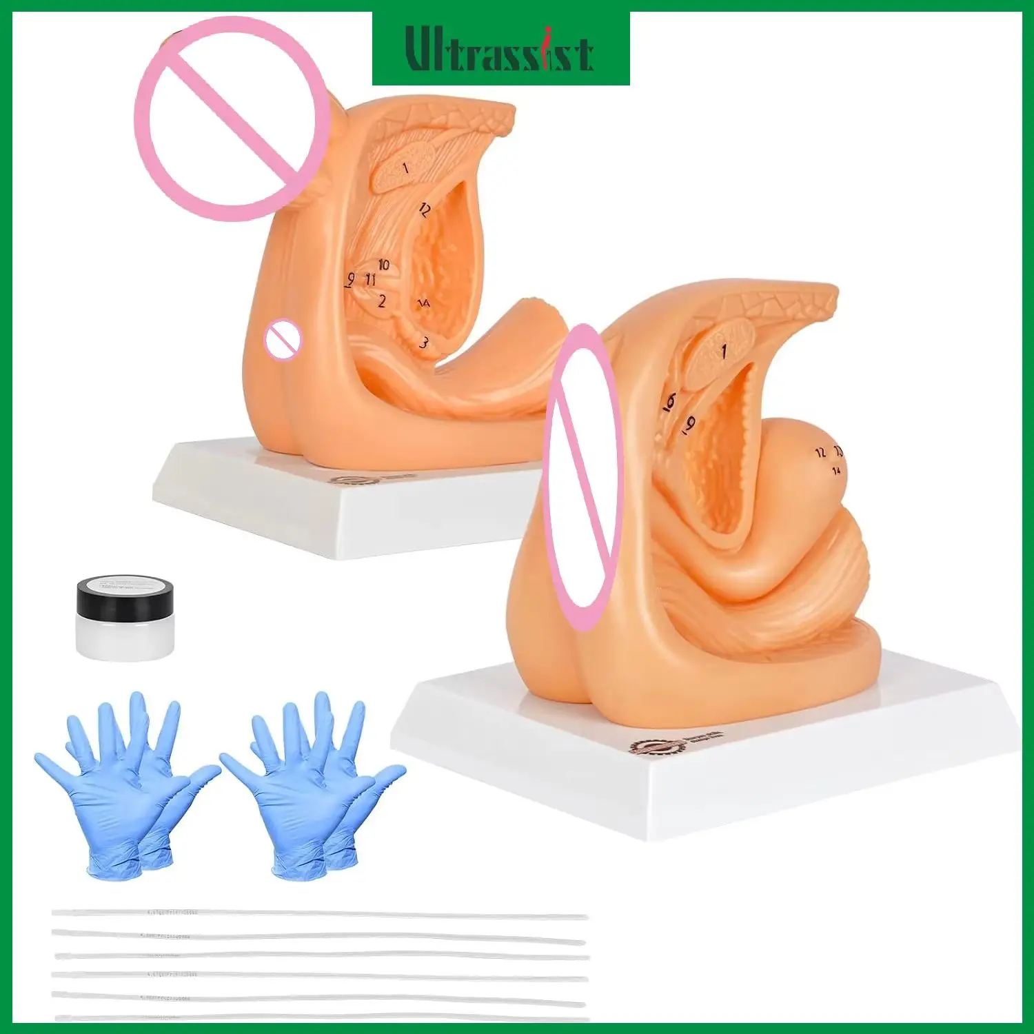 Ultrassist Genital Anatomy Model Urinary Catheterization Catheter Insertion Practice Trainers Male & Female for Medical Student