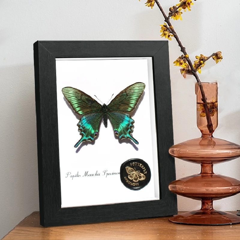 

2081 Original Butterfly Insect Ornaments Specimen Display Box Decorative Painting Festival Birthday Lover Gift Hanging Paintings