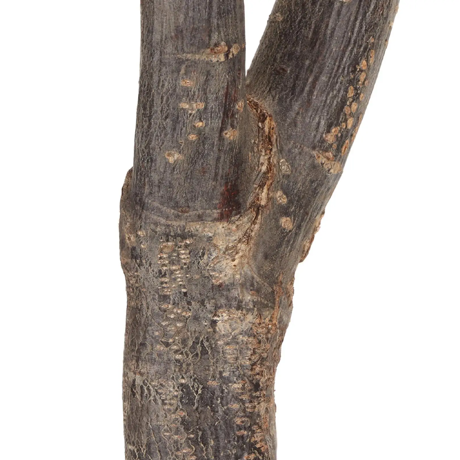 Adjustable Wooden Bird Perch Stand for small and Medium for parakeets Interactive Easy Install Safe Perching Solution