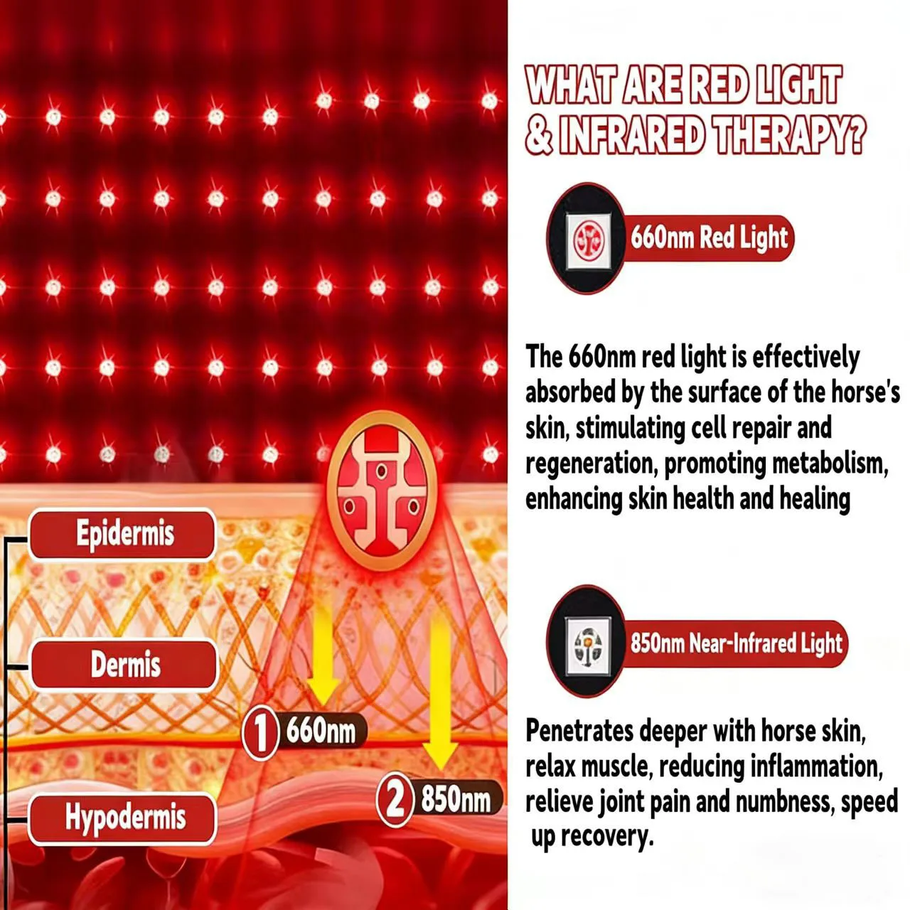 Wireless Rechargeable Horse Knee Red Light Therapy Wrap With Remote Control 660/850nm