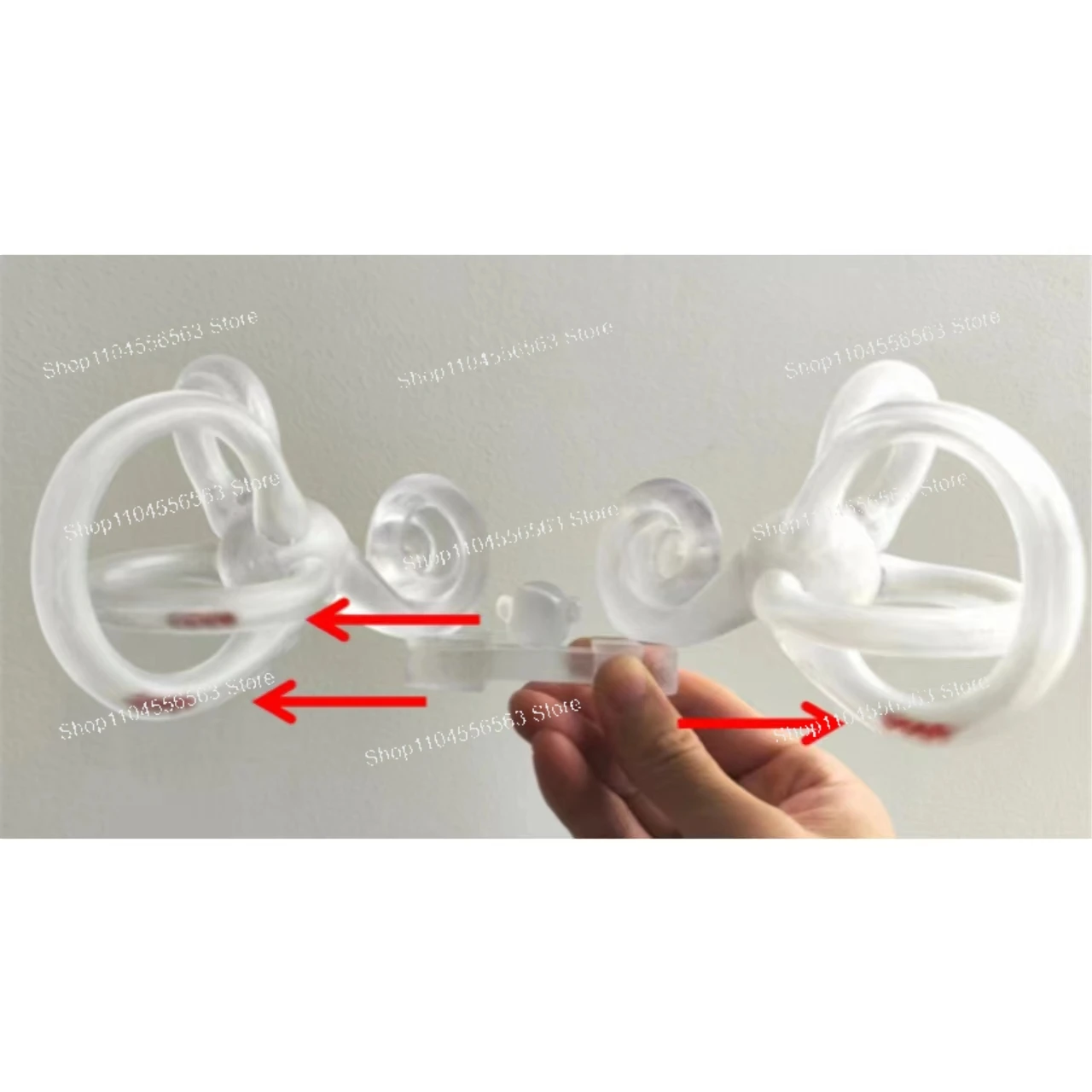 Human Ear Anatomy Teaching Model: Semicircular Canal, Otolith & Inner Ear for Vestibular System and Balance Disorder Education