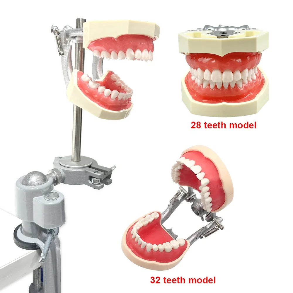 

Standard 28/32 Teeth Model Training Mount Fixed on Desk Training Manikin Dental Simulator Phantom Model No Head Dentist Typodont