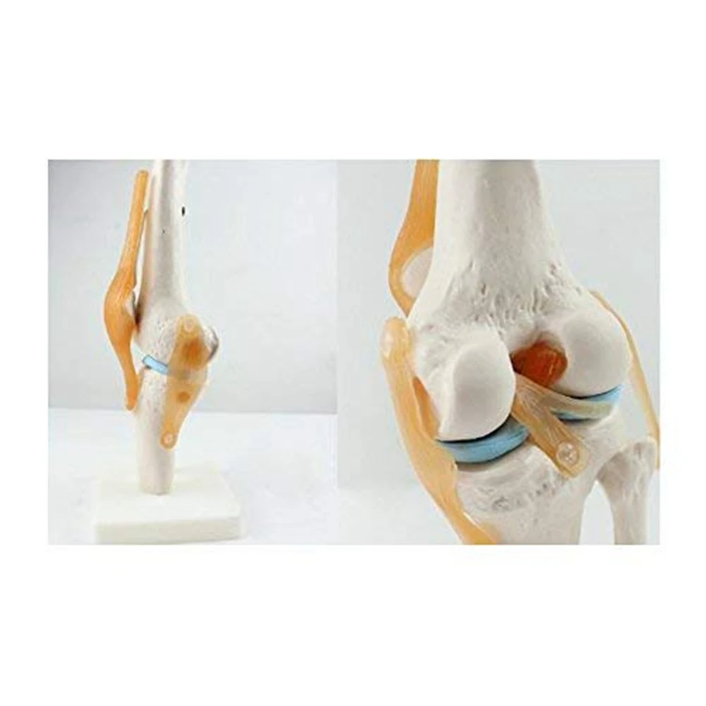 New Knee Joint Simulation Model Anatomy Human 1:1 Life Size