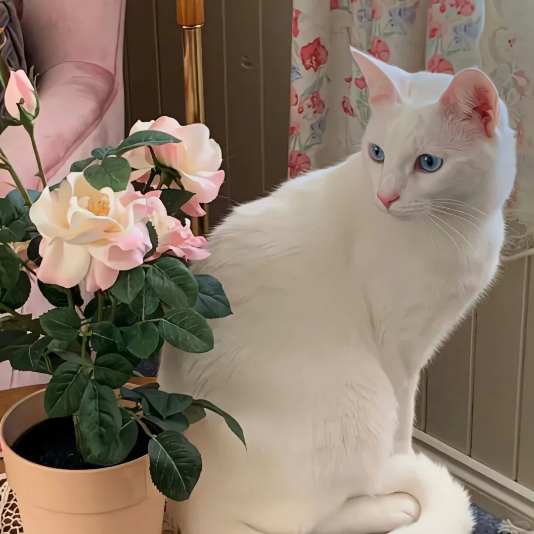 

Professional Salon Infrared Hair Dryer with Adjustable Temperature New Design Hair Care and Haircut Treatment Equipment