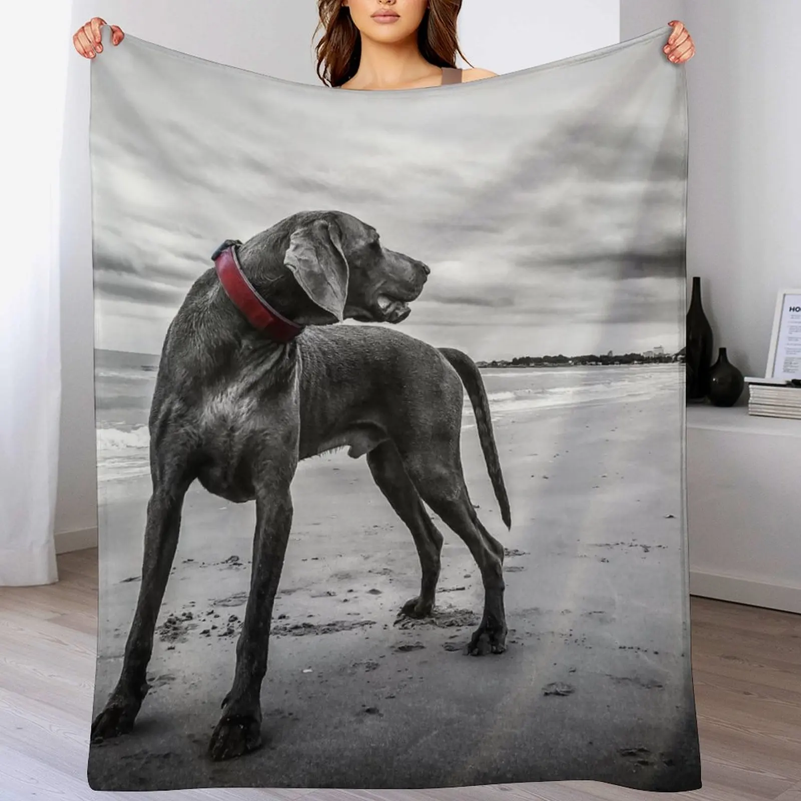 Weimaraner Throw Blanket Vintage Fashion Sofas Blankets