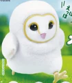 White Barn Owl