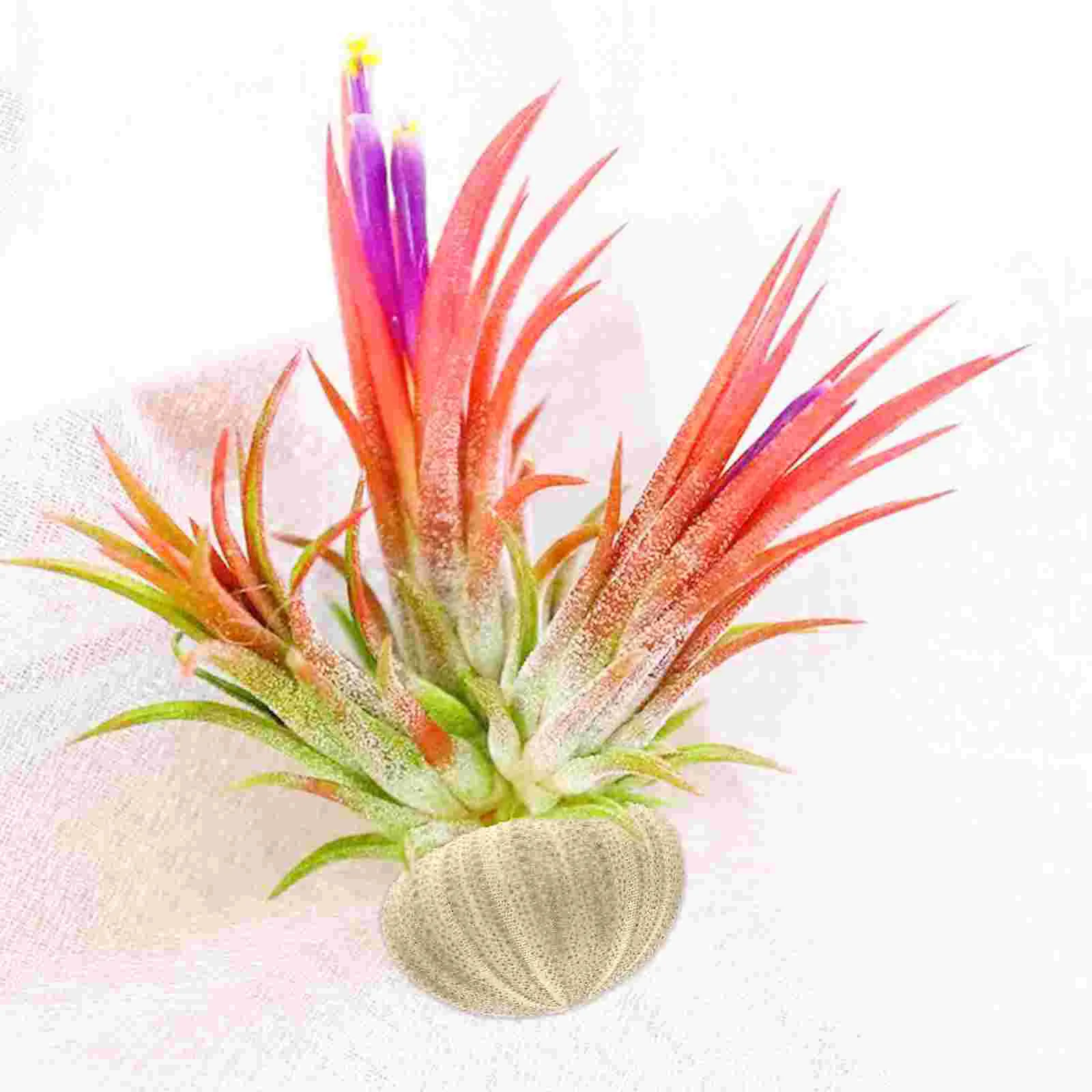 Potted Plant Urchin Shell Planter Air Plants Creative Sea Flowerpots Natural Planting Holder Aquarium Landscape Decor Large