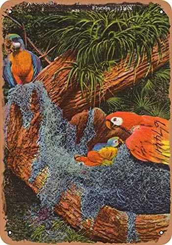 Metal Sign Florida Postcard - A Colorful Macaw Family in Florida - Vintage Rusty Look