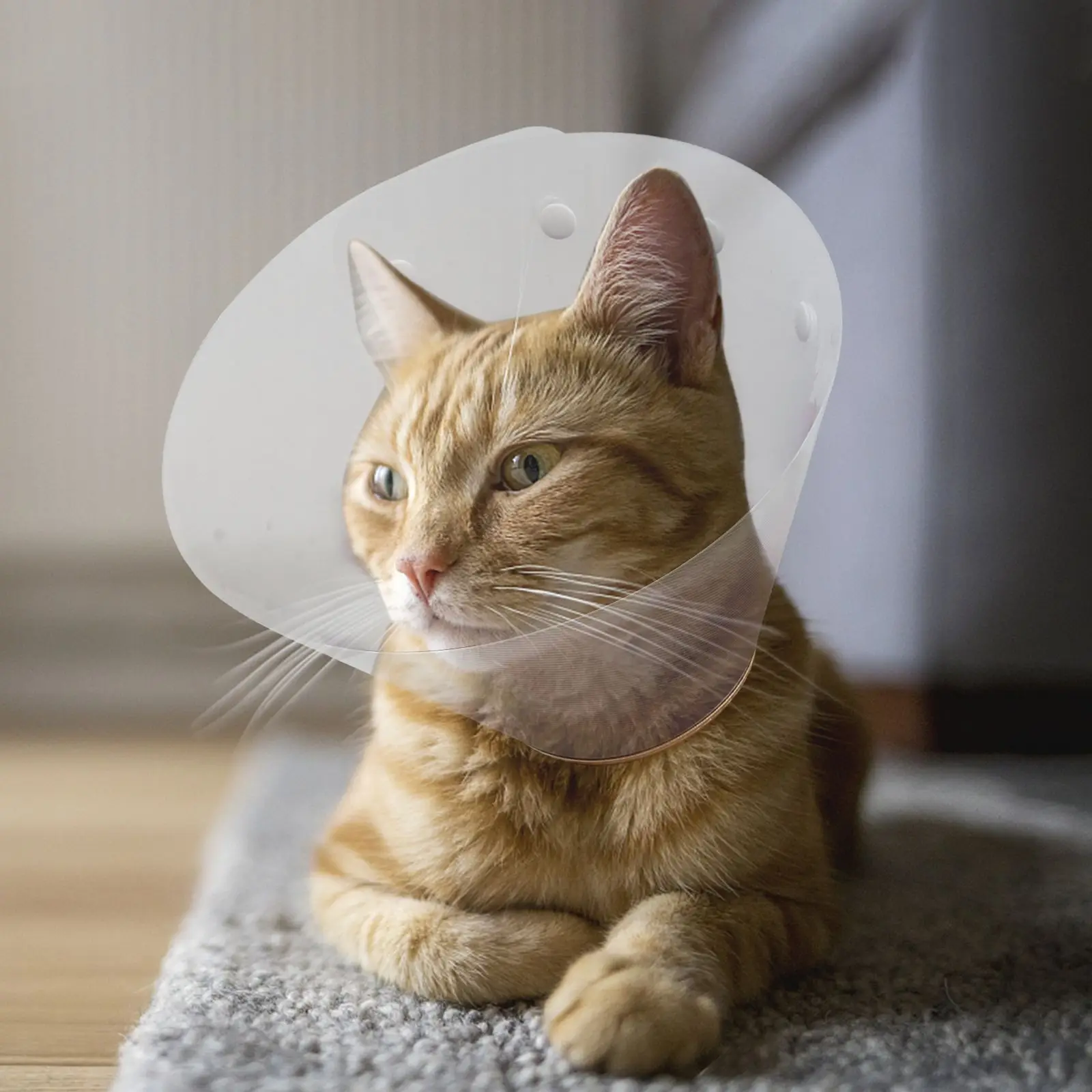 

Adjustable Pet Cat Kitten Recovery Neck For Wound Healing Protection After Irritation Lightweight Dog Puppy Kitten