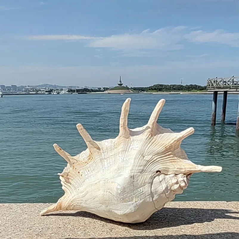 Extra Large Seven-horned Snail Natural Shell Conch Creative Gift Mediterranean Style Home Furnishings Fish Tank Decoration