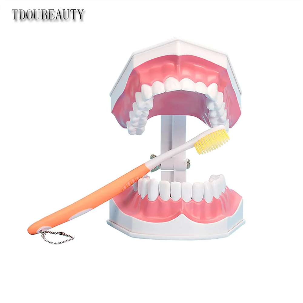 TDOUBEAUTY 2 Times larger Dental Teeth Model, Removable Lower Teeth for Kids Oral Care Teaching （Toothbrush included）