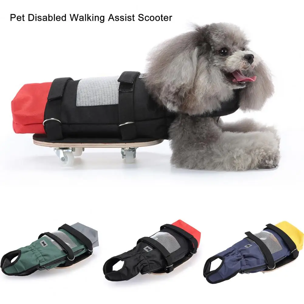 Roulettes pour chien Comment choisir le bon véhicule à roulettes pour mon chien âgé ou handicapé